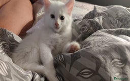 Mixed Breed cats for sale: Purr-fect White Kittens - Image 8