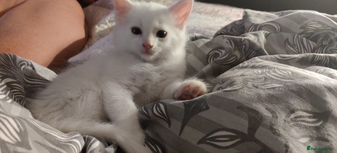 Mixed Breed cats for sale: Purr-fect White Kittens - Image 8