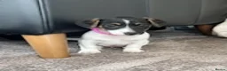 Jack Russell dogs for sale: Jack Russell Puppies  - Advert 13