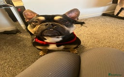 Mixed Breed dogs for sale: Frenchie cross  - Image 2