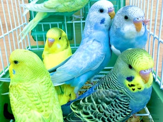 Budgerigars birds Beautiful Baby Budgies & Cages -Various Mutations! - Advert 13