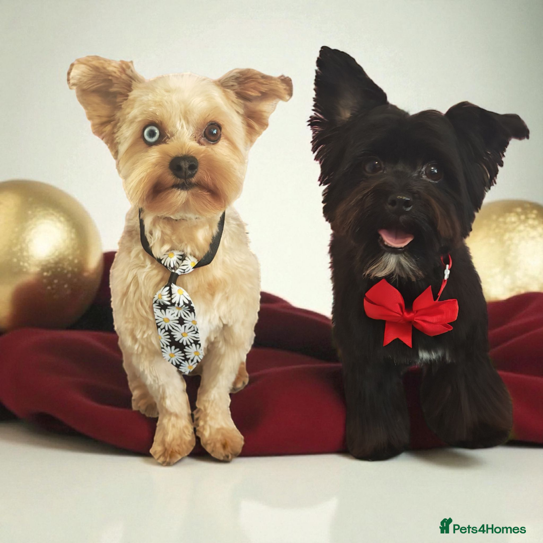 Yorkshire Terrier dogs for stud: Red Merle Yorkshire Terrier Stud - Image 3