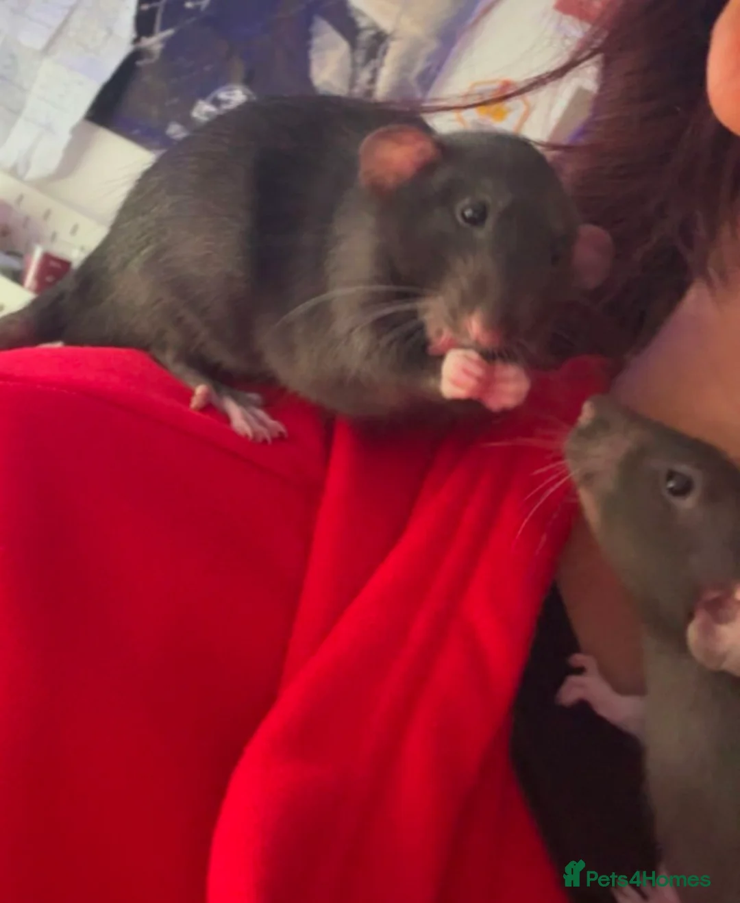 Rat rodents for sale: 3 male grey rats for sale in Gillingham - Advert 1