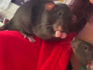 Rat rodents 3 male grey rats for sale - Advert 6