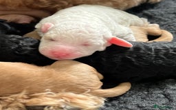 Cavapoo dogs for sale: F1B OUTSTANDING RARE RAINBOW 🌈 BABIES (Cavapoo)  - Image 6