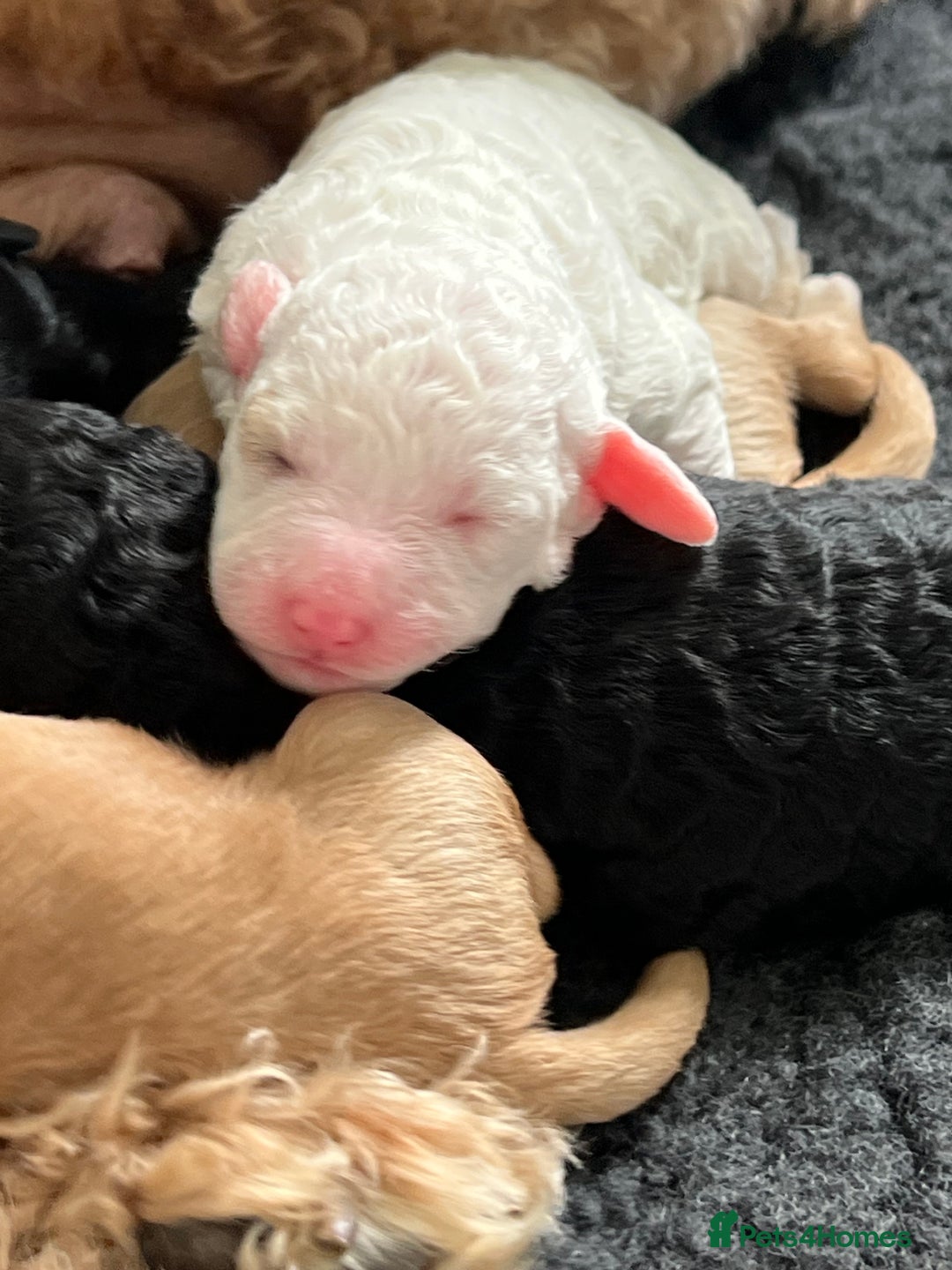 Cavapoo dogs for sale: F1B OUTSTANDING RARE RAINBOW 🌈 BABIES (Cavapoo)  - Image 6
