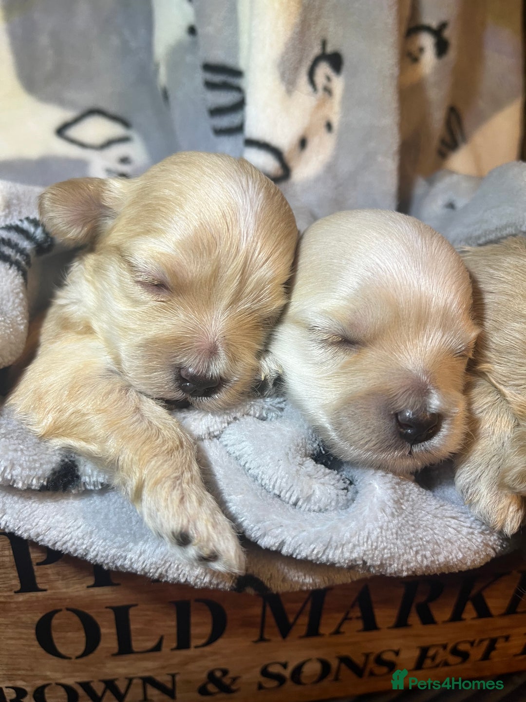 Maltipoo dogs for sale: Tiny Maltipoos available  - Image 4
