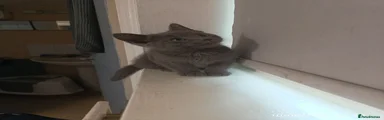 Kitty 2