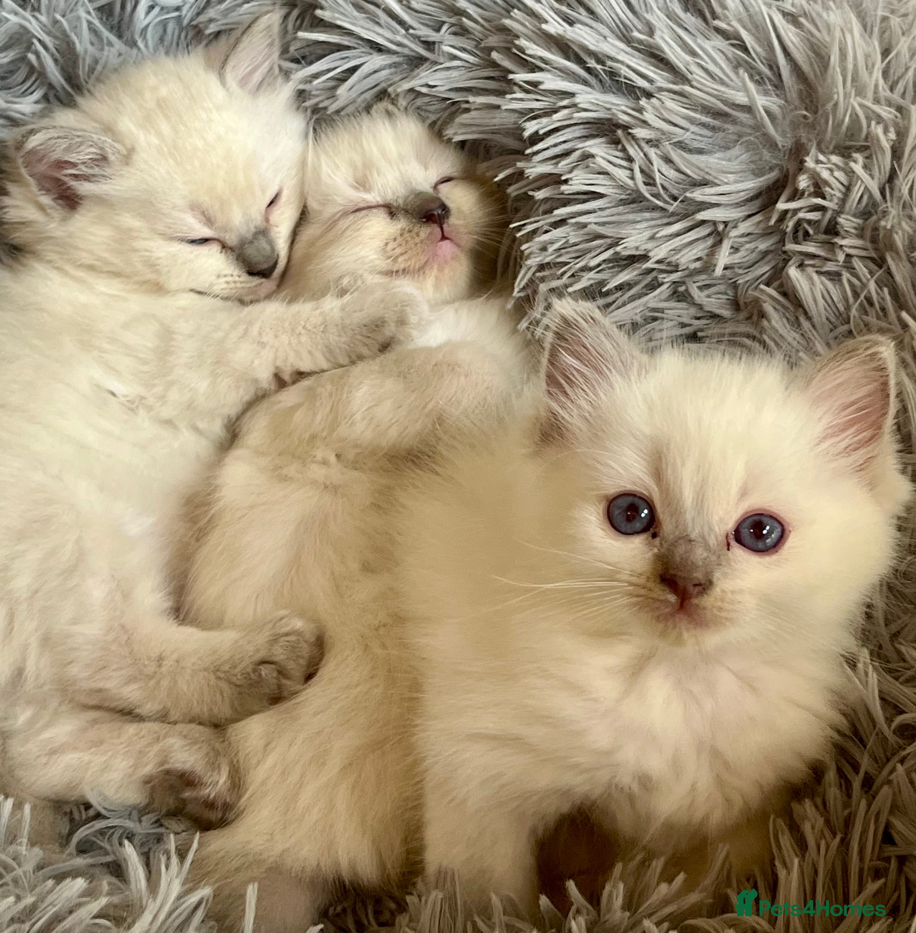 Ragdoll cats Fluffy Ragdoll kittens 💙🩷 - Advert 1