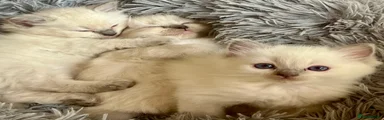 Ragdoll 6