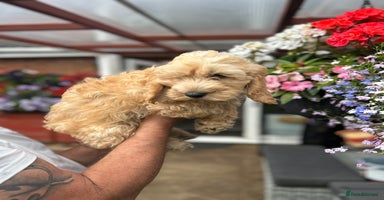 Cockapoo dogs - Advert 12