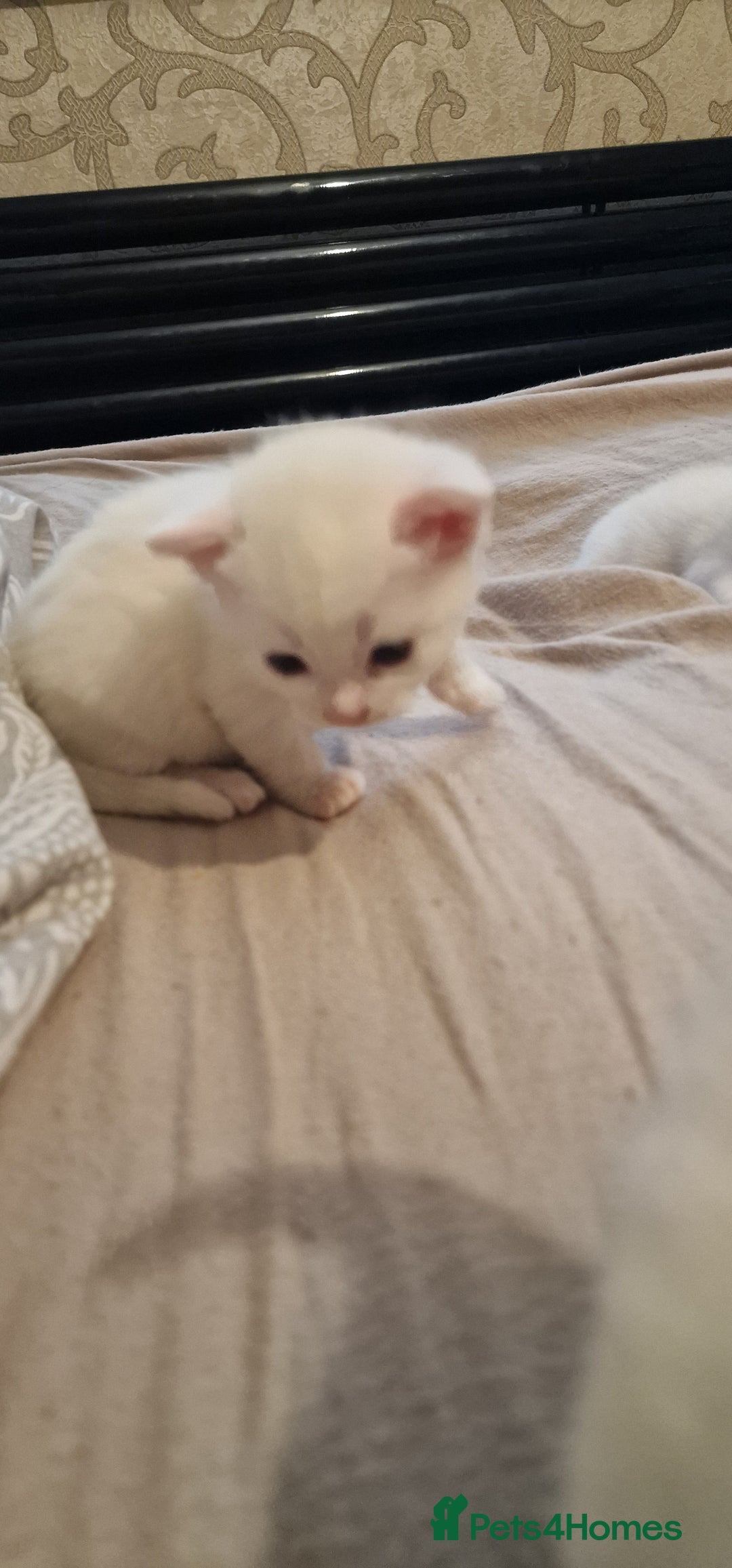 Mixed Breed cats for sale: Adorable white kittens  - Image 14