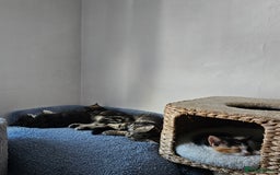 Mixed Breed cats for sale: Few lovely kittens ready for new lovely homes ! - Image 28