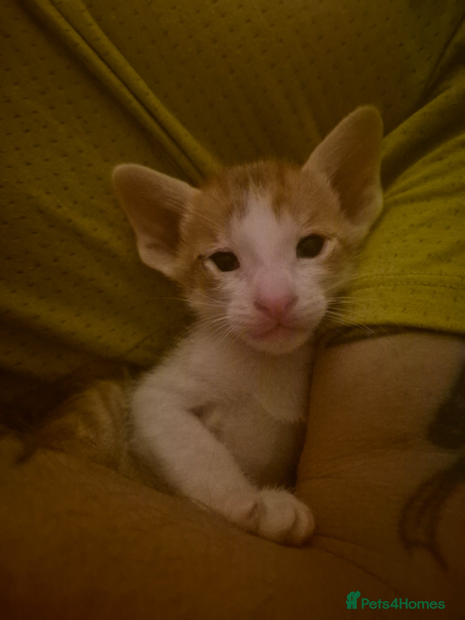 Oriental cats Pedigree Oriental kittens  - Advert 3