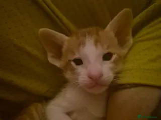 Oriental cats Pedigree Oriental kittens - Advert 3