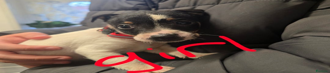 Jack Russell Puppy 5