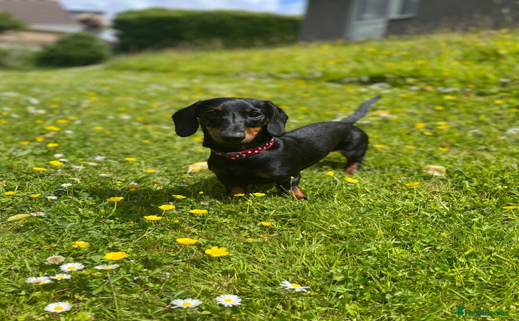 Miniature Dachshund dogs - Advert 3