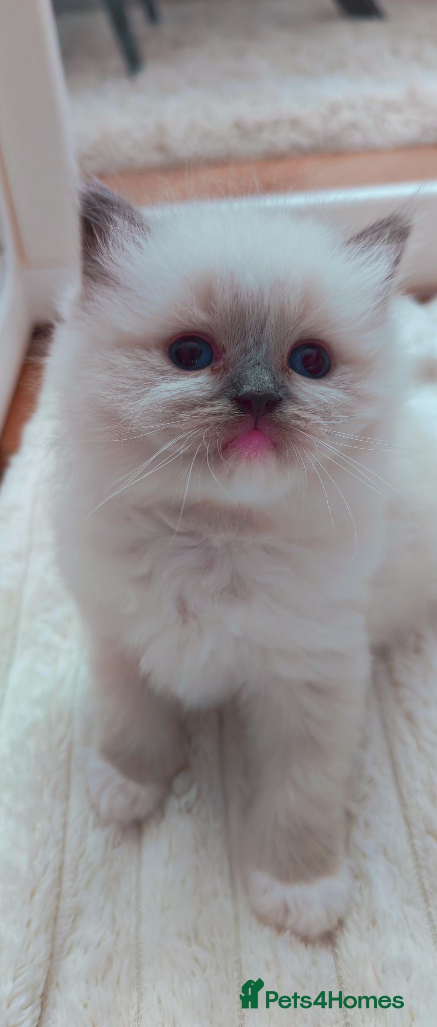Ragdoll cats Raised with Love, looking for forever homes 🏠❤️ - Advert 13