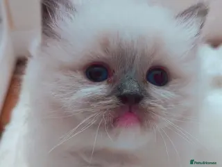 Ragdoll cats Raised with Love, looking for forever homes 🏠❤️ - Advert 13