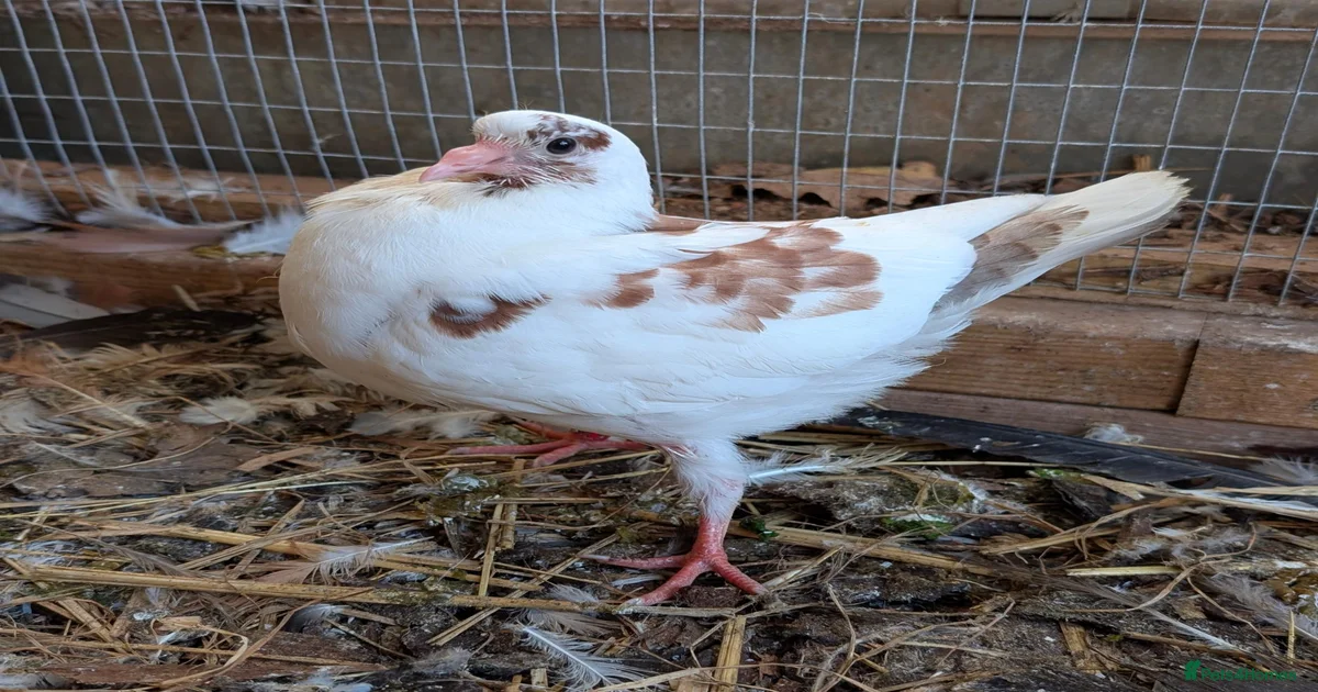 Birds for sale in Exmouth, Devon | Pets4Homes