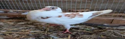 Doves birds for sale: Modena and Garden Fantail pigeons - Advert 1