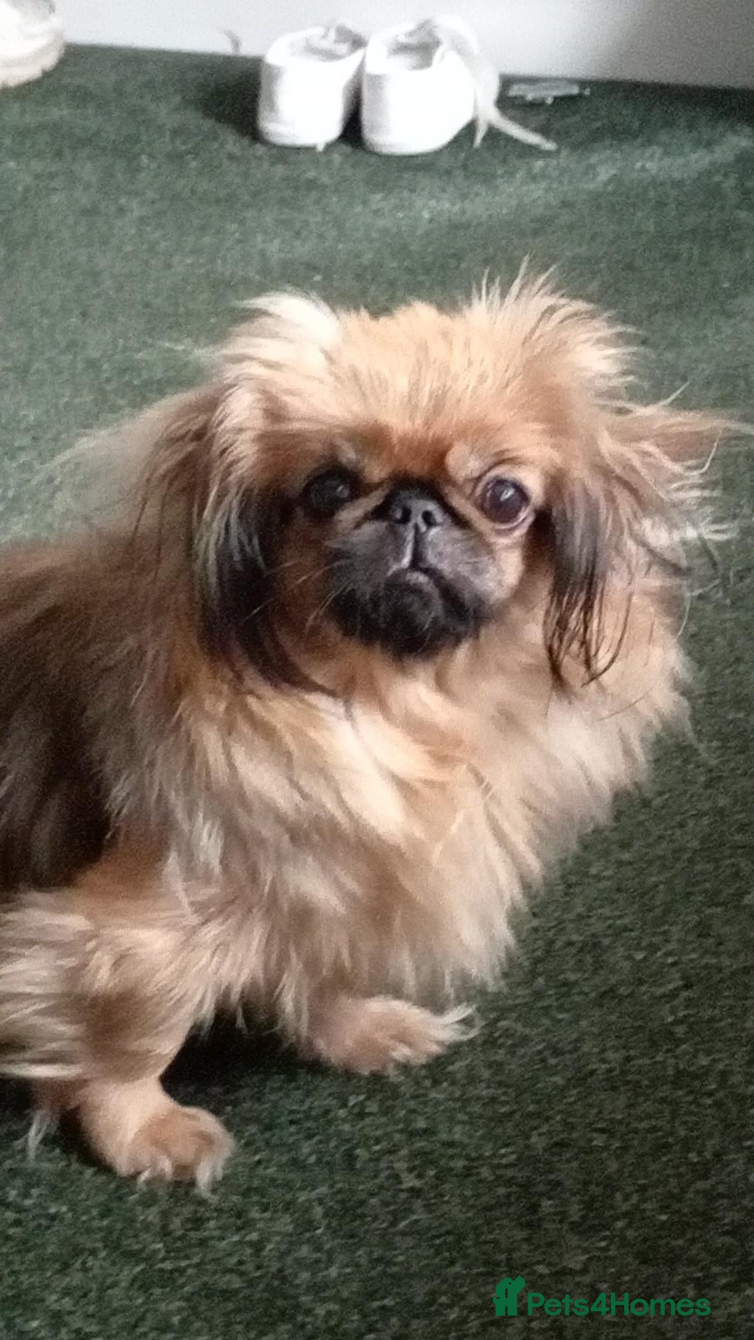 Pekingese dogs Beautiful Pekingese girl puppies - Advert 6