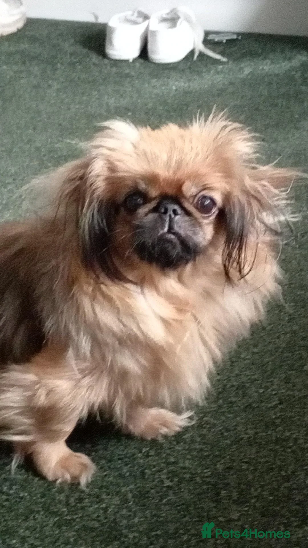 Pekingese dogs for sale: Beautiful Pekingese girl puppies in Pontefract - Advert 1