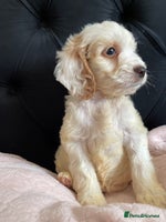 Cockapoo dogs - Advert 3