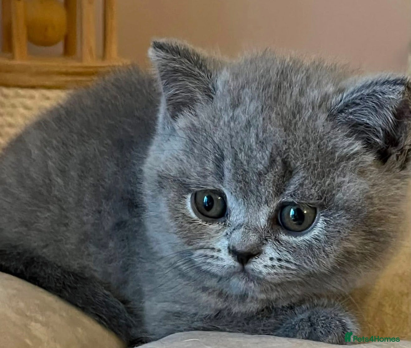 British Shorthair cats British short hair fluffy kittens,London based - Advert 1