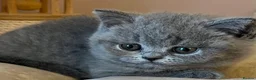 British Shorthair cats for sale: British short hair fluffy kittens,London based - Advert 9