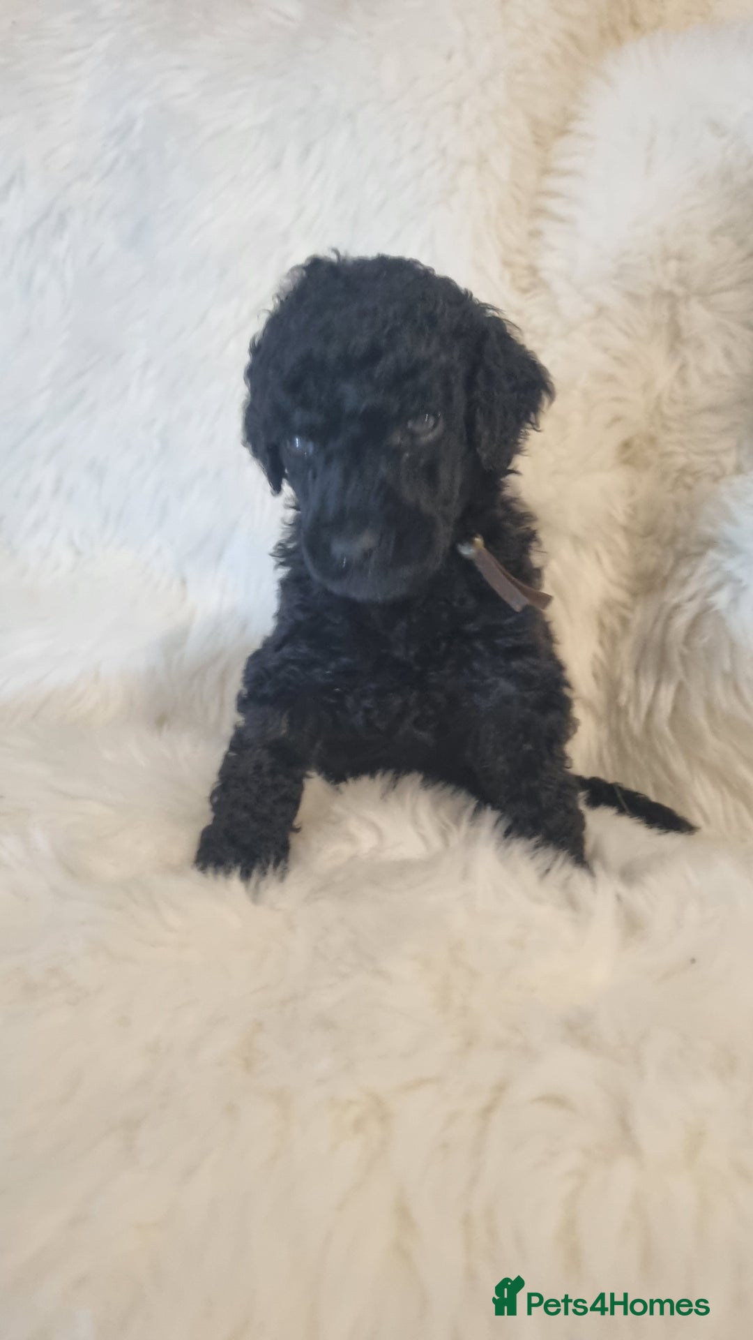 Standard Poodle dogs for sale: Exceptional Health Tested Puppies Due - Advert 7