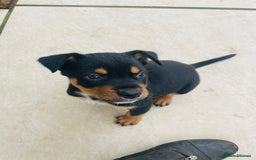 Rottweiler dogs for sale: 5 beautiful Rottweiler X puppies  - Image 13