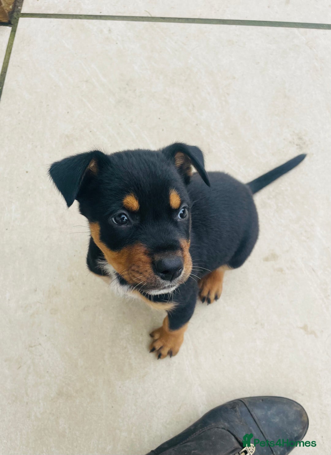 Rottweiler dogs for sale: 5 beautiful Rottweiler X puppies  - Image 13