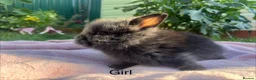 Lionhead rabbits for sale: Mini double maned lionheads  - Advert 7