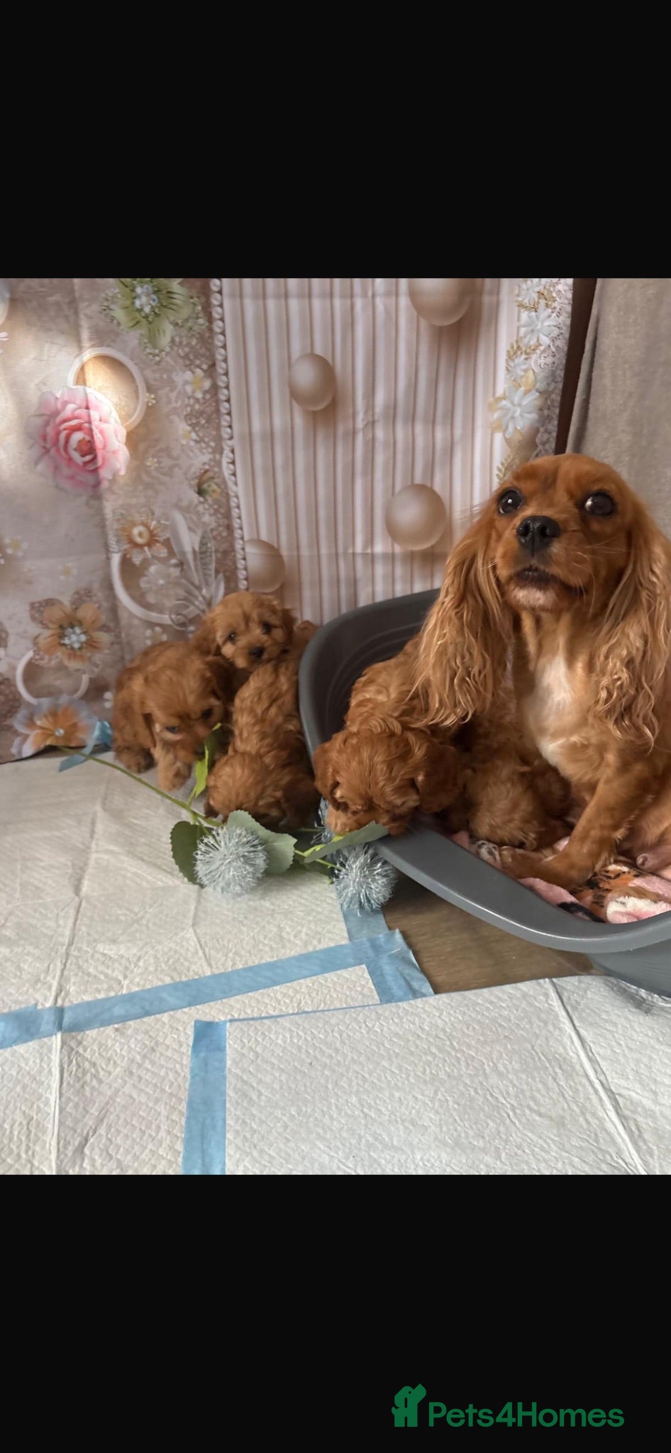 Cavapoo dogs Cavapoo puppy’s  - Advert 4