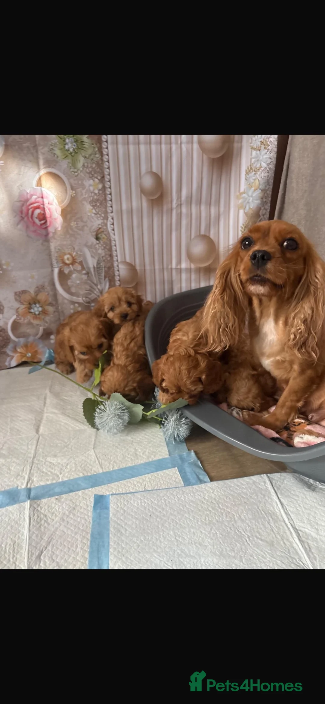 Cavapoo dogs for sale: Cavapoo puppy’s  in Slough - Advert 1
