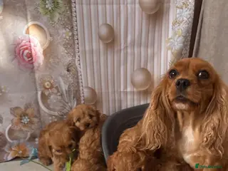 Cavapoo dogs Cavapoo puppy’s - Advert 3
