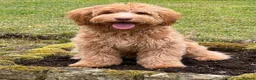 Goldendoodle dogs for sale: Stunning Multigenerational Goldendoodles Licensed  - Advert 15