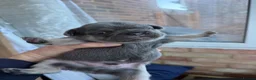 French Bulldog dogs for sale: French bulldog  in Maidstone - Advert 12