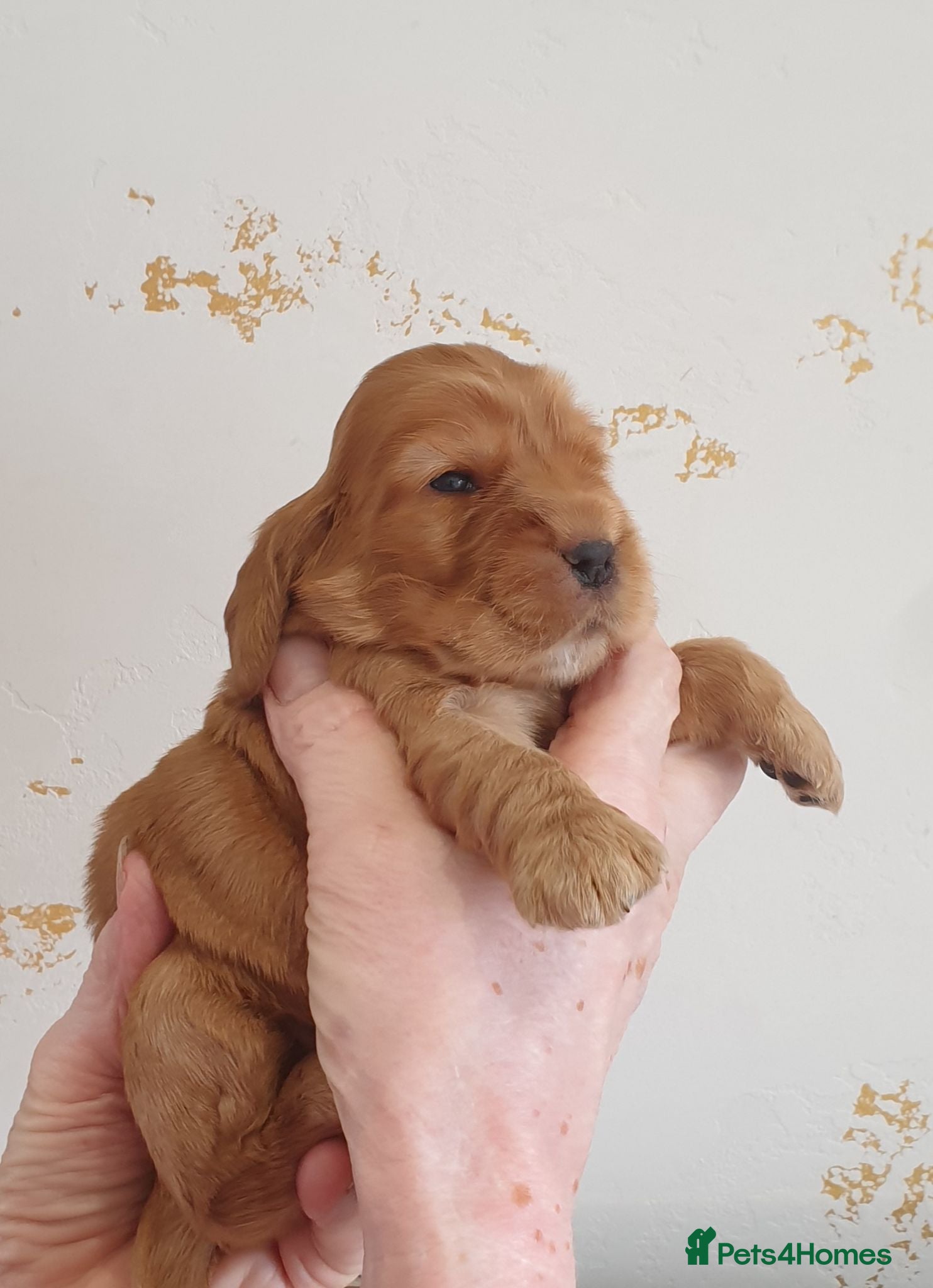 Cocker Spaniel dogs Kc registered Cocker Spaniel Puppies  - Advert 1
