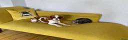 Cavalier King Charles Spaniel dogs for sale: Beautiful Cavalier King Charles Spaniel puppies - Advert 5