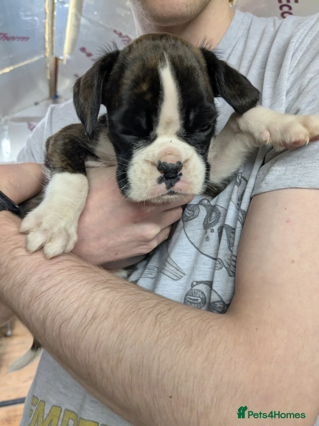 Boxer dogs for sale: Beautiful litter from KC registered mother - Advert 5