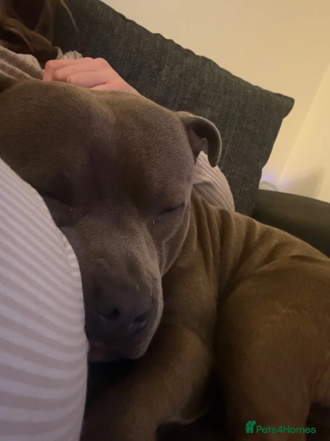 Staffordshire Bull Terrier dogs for sale: Staffordshire Bull terrier for sale  in Bath - Advert 9