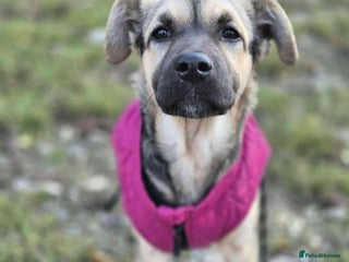 Mixed Breed dogs LILY - gentle pup/friendly/good with kids/loving - Advert 2