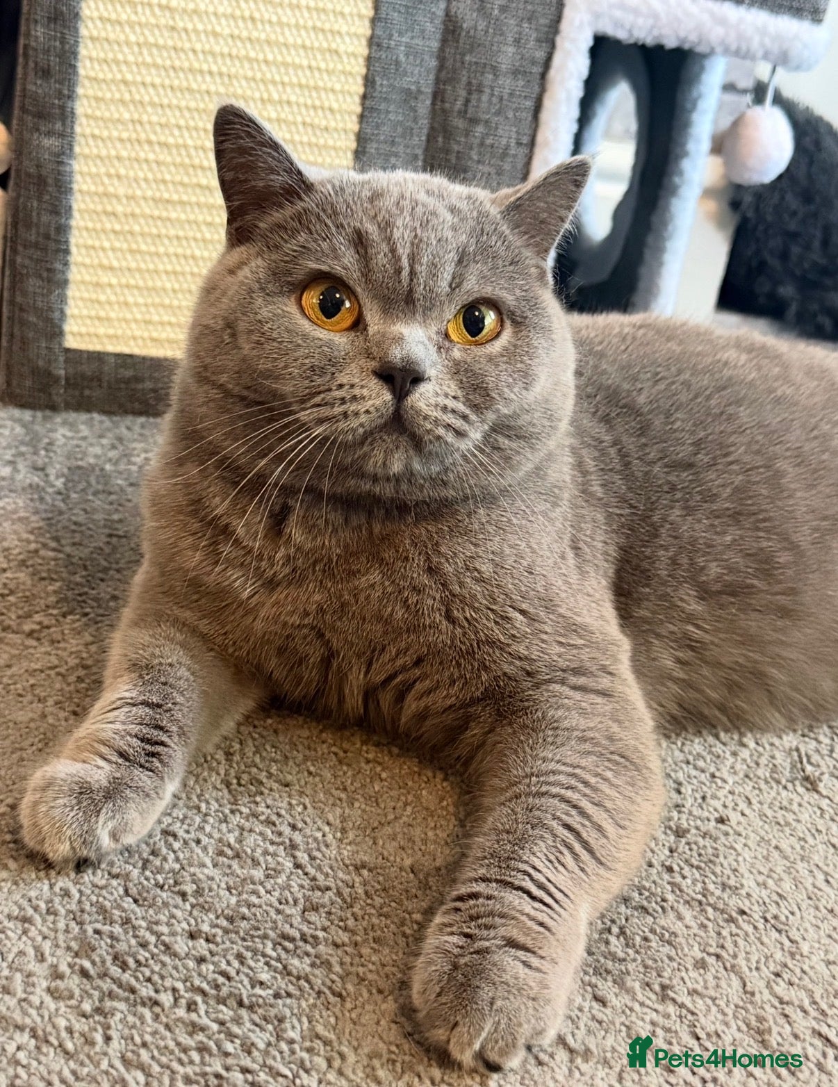 British Shorthair cats Champion Line British Shorthair Kittens - Advert 4