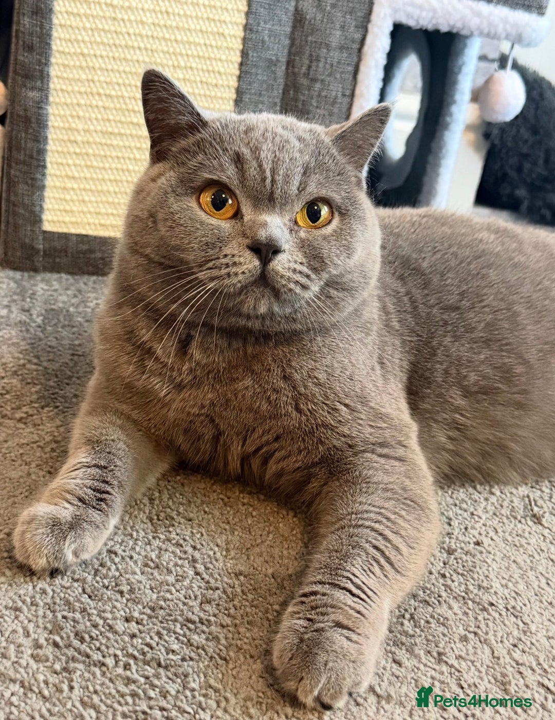 British Shorthair cats for sale: Champion Line British Shorthair Kittens - Advert 3