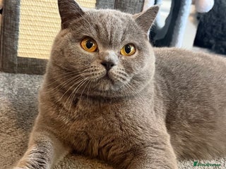 British Shorthair cats Champion Line British Shorthair Kittens - Advert 3