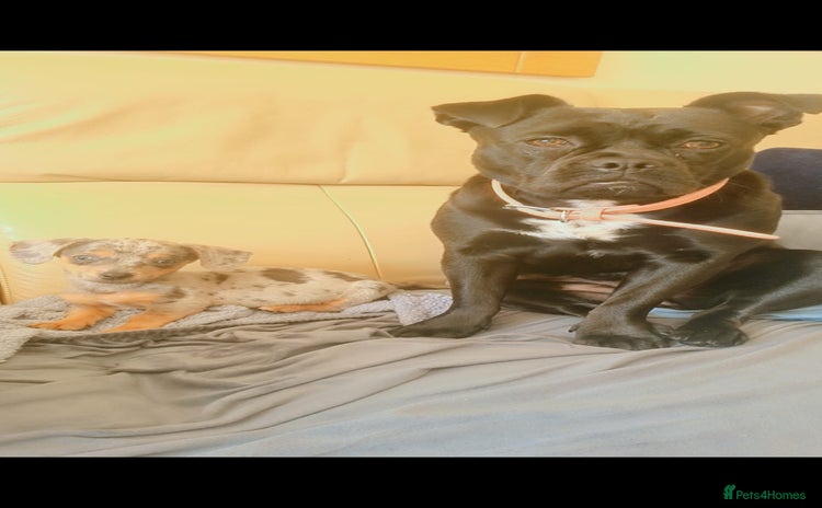 Mixed Breed dogs Beauty x dashhound/French bull dog - Advert 1