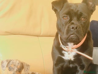 Mixed Breed dogs Beauty x dashhound/French bull dog - Advert 1