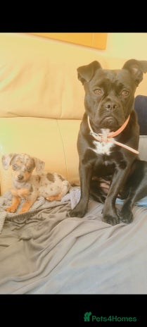 Mixed Breed dogs Beauty x dashhound/French bull dog - Advert 1